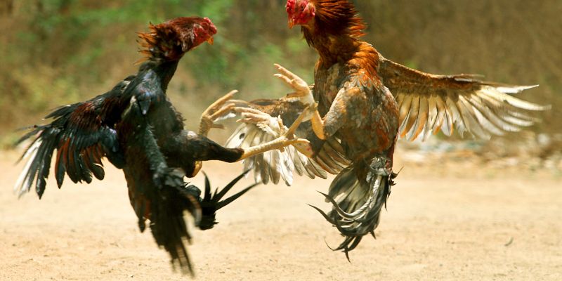Các loại cược trong đá gà